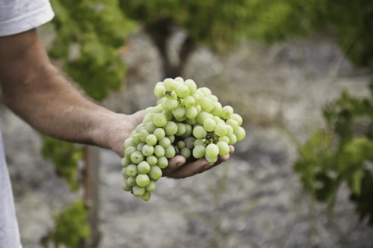 Xynisteri Bunch Image