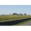 Cheateau Nauton In View Chateau Yquem Image