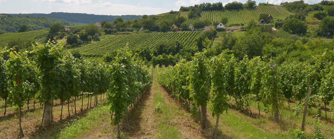 Sebestyen Vineyards